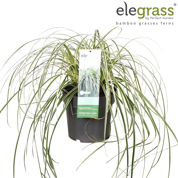Carex Feather Falls 23Ø 55cm
