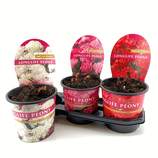 Paeonia Longlife mix 19Ø 15cm