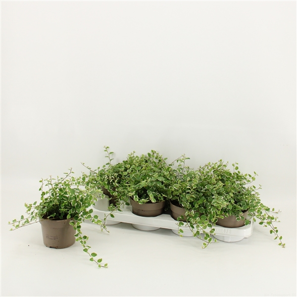 Ficus Pumila White Sunny 12Ø 20cm