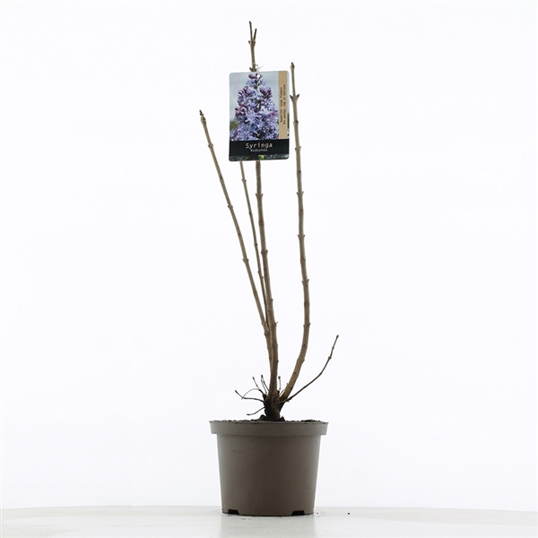 Syringa vulg. Nadezhda 23Ø 75cm