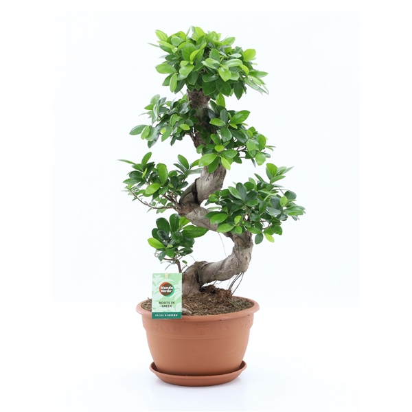 Ficus mi Gingseng s-type 27Ø 70cm 1pp