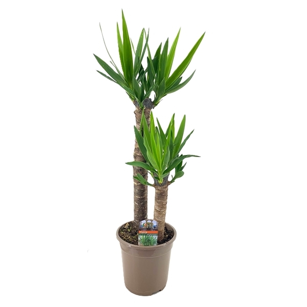 Yucca toef 60-30 21Ø 90cm 2Head