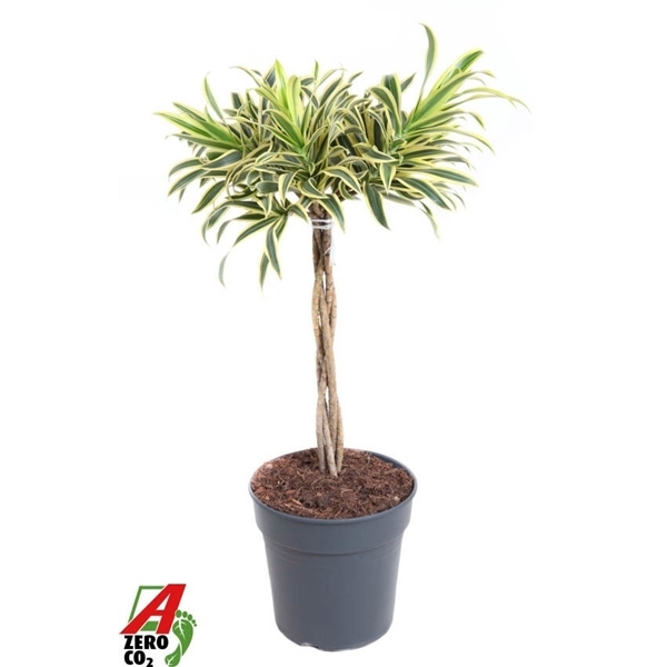 Dracaena Song of India twisted 24Ø 80cm 3pp