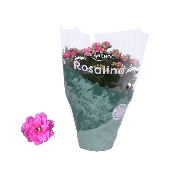 Kalanchoe Rosalina Don Nando 12Ø 27cm
