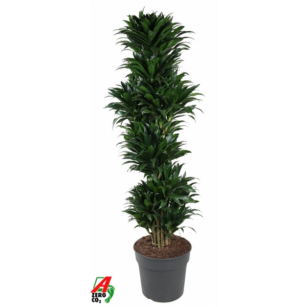 Dracaena Compacta branched 34Ø 150cm 1pp