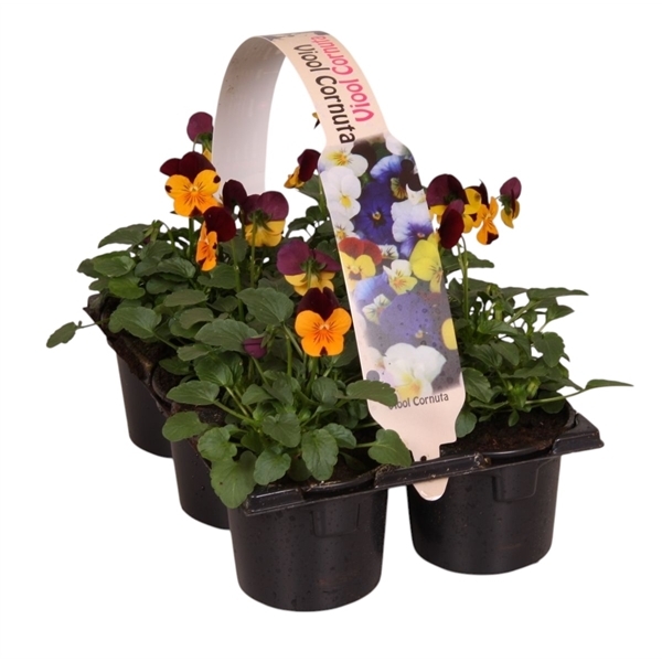 Viola cornuta orange + purple 6-pack 9Ø 12cm