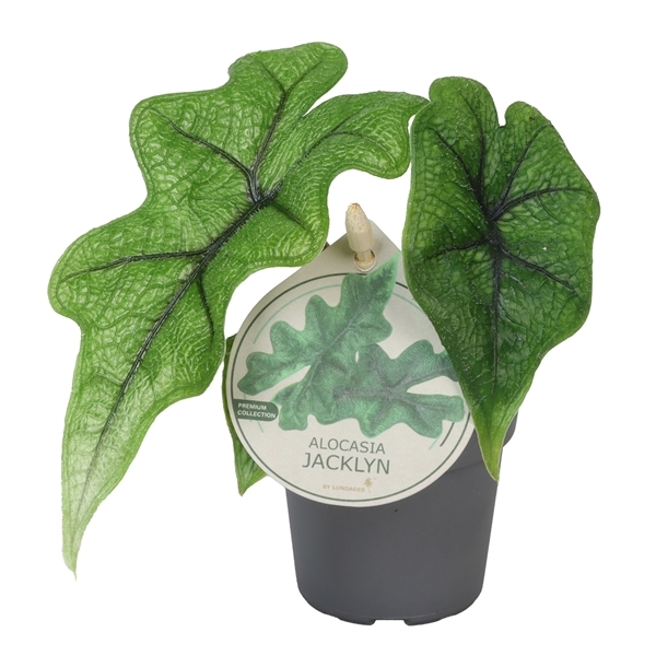 Alocasia Jacklyn 6Ø 10cm 1pp