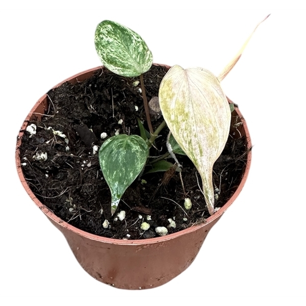 Philodendron scandens micans Marble Variegatum 10,5Ø 15cm