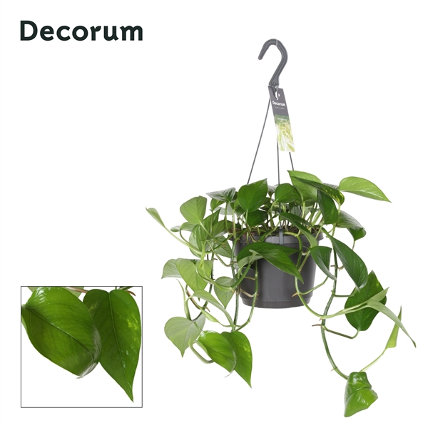 Epipremnum pinnatum Aureum hang 17Ø 35cm