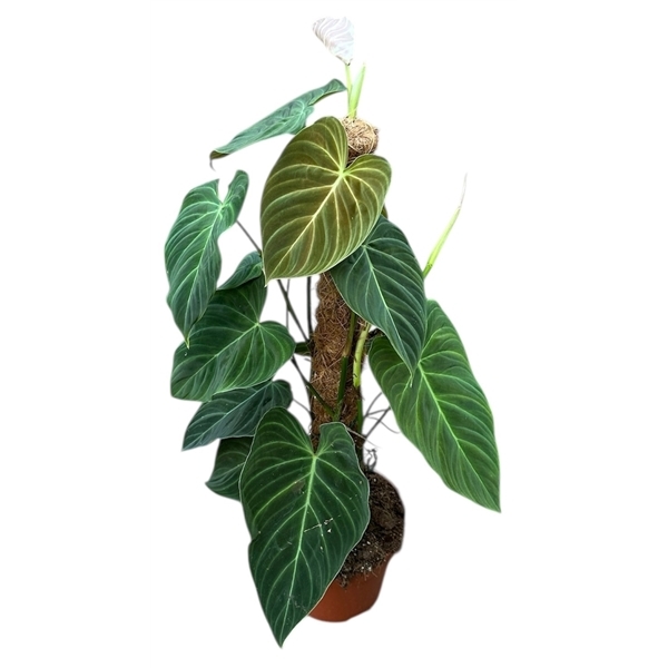 Philodendron Splendid 17Ø 60cm