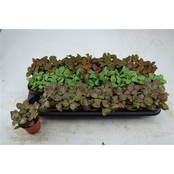 Fittonia mixed 8,5Ø 12cm