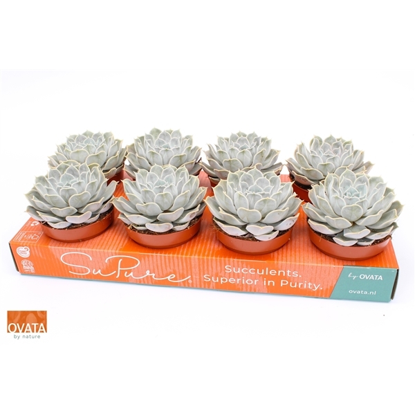 Echeveria lilacina Silver Pearl 12Ø 15cm