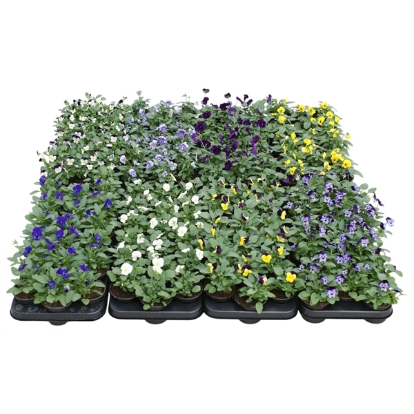 Viola cornuta mix trolley 9Ø 12cm