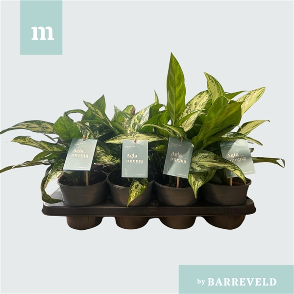 Aglaonema mix 14Ø 30cm 2pp
