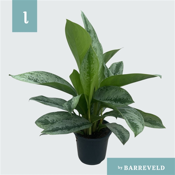 Aglaonema Silver Frost 17Ø 60cm 2pp