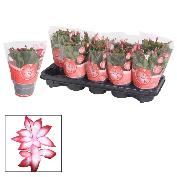 Schlumbergera red 10,5Ø 20cm 20fl