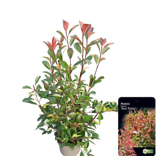 Photinia fra. Red Robin 28Ø 120cm