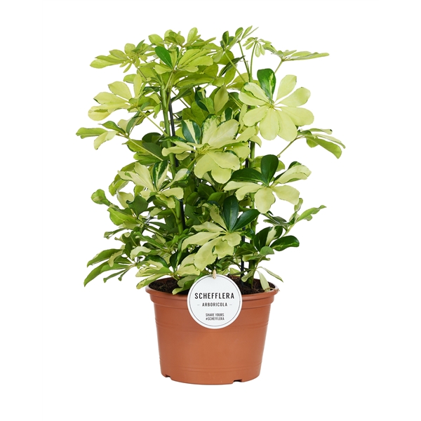 Schefflera arb. Melanie 21Ø 50cm 3pp