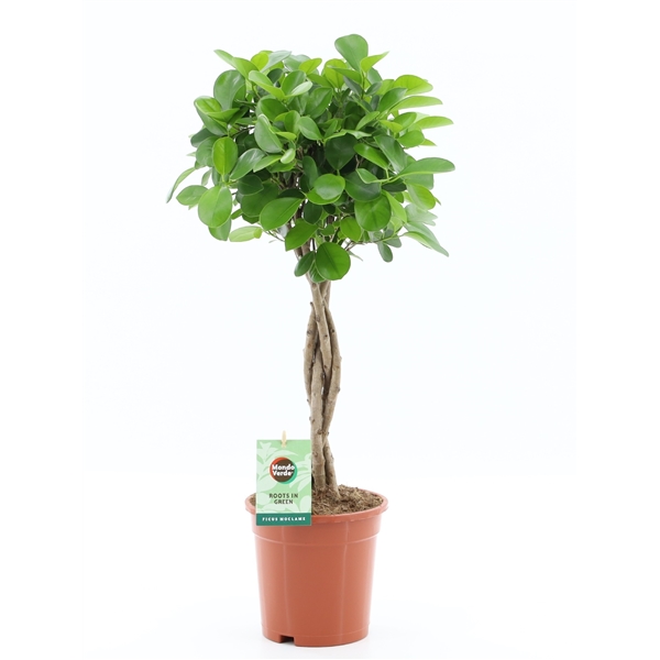 Ficus Microcapra Moclame 17Ø 70cm 5pp