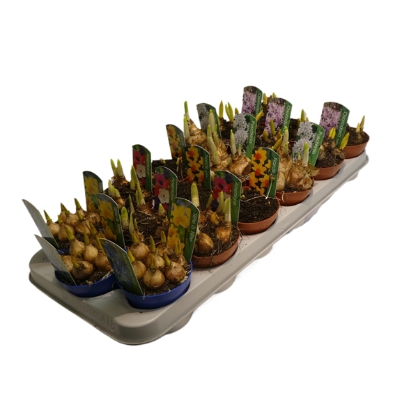Bulbs mix 9Ø 12cm