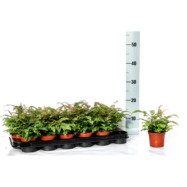 Adiantum hispidulum 8,5Ø 20cm