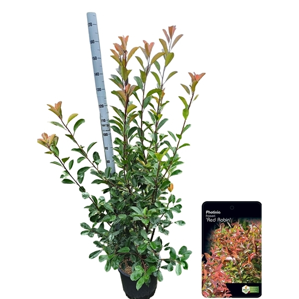 Photinia fra. Red Robin 36Ø 150cm