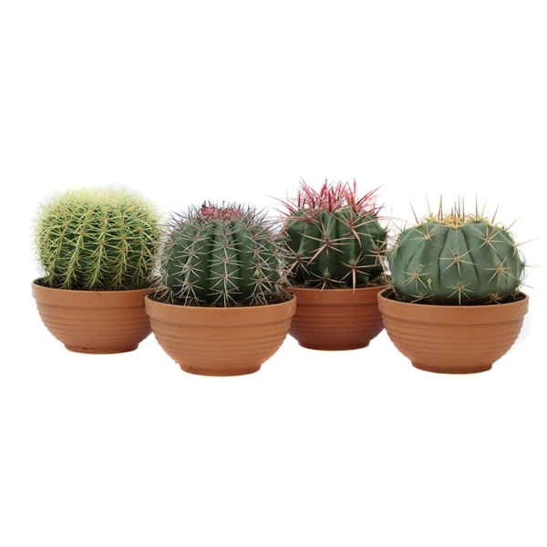 Cactus Bowl mixed 19Ø 20cm