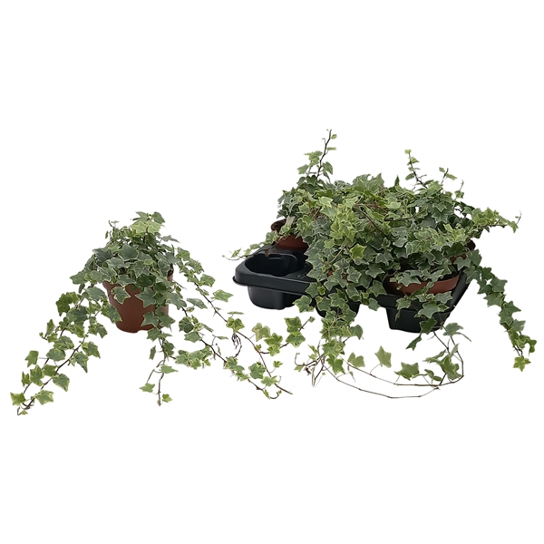 Hedera helix Mint Kolibri 13Ø 25cm