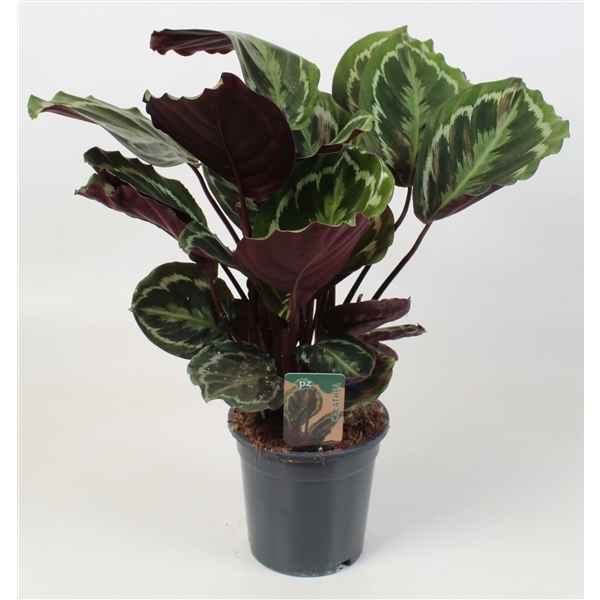 Calathea Medallion 21Ø 70cm