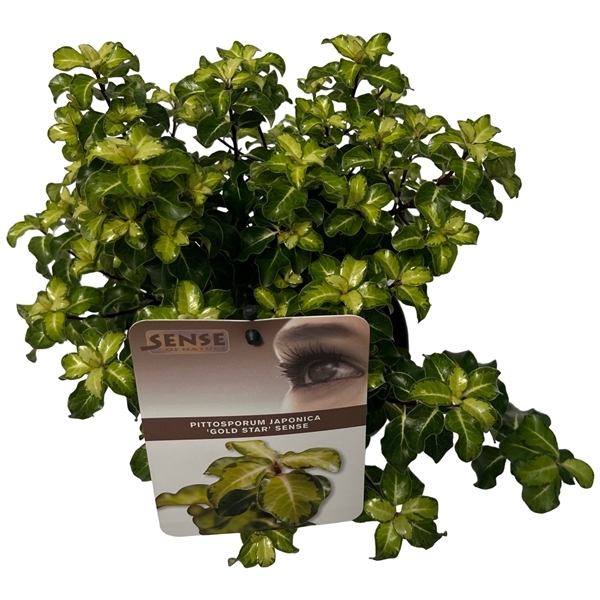 Pittosporum tenuifolium Gold Star 17Ø 30cm