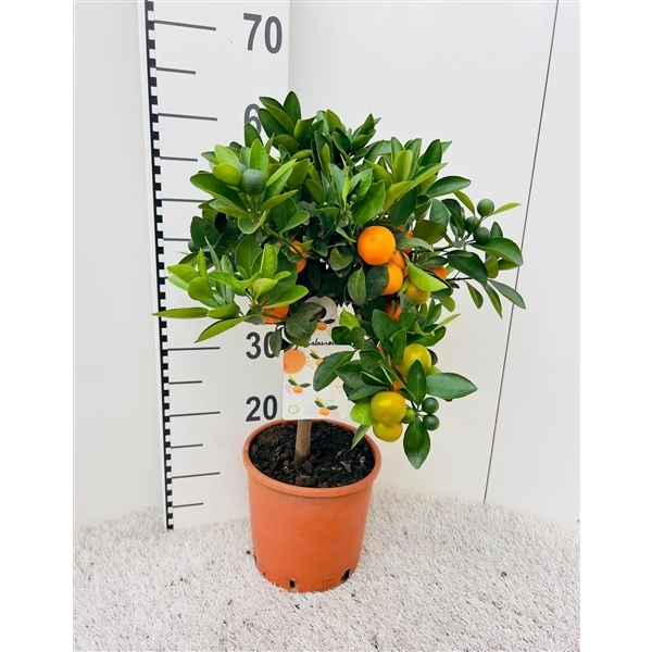 Citrofortunella Calamondin on stem 19Ø 65cm