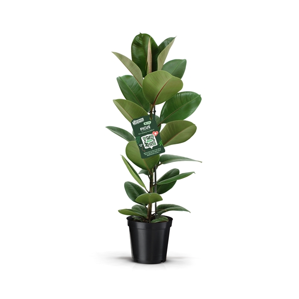 Ficus elastica Robusta 21Ø 95cm 1pp