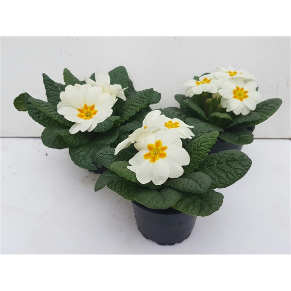Primula acaulis Bonneli Weiss 9Ø 15cm