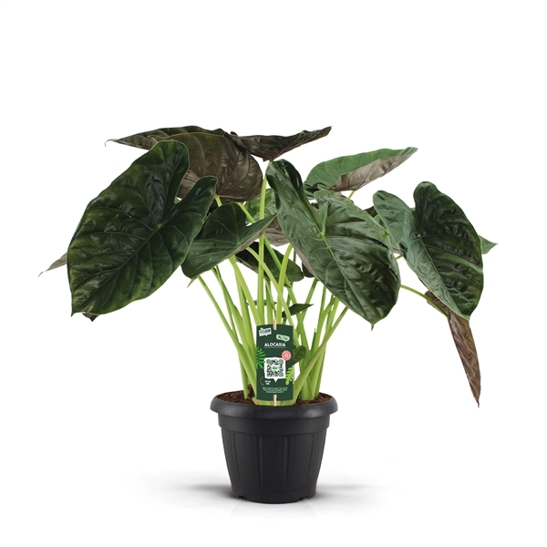 Alocasia Wentii 35Ø 100cm 3pp