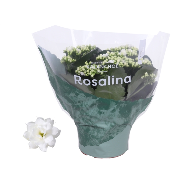 Kalanchoe Blos Rosalina Don Dione 15Ø 27cm