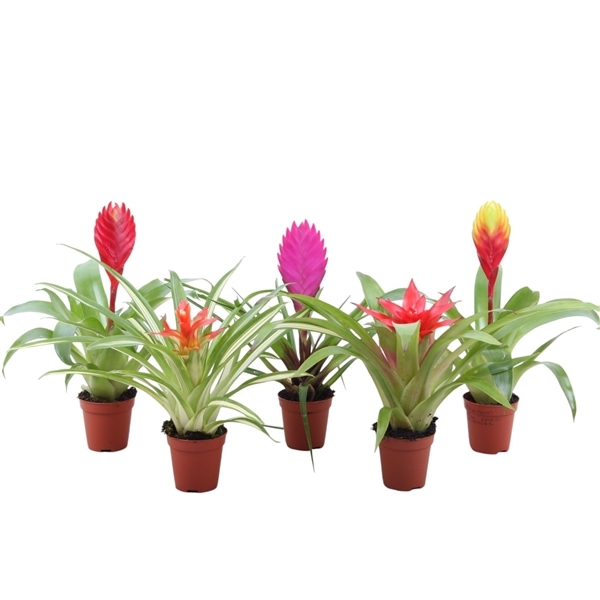 Bromelia mix 5,5Ø 20cm
