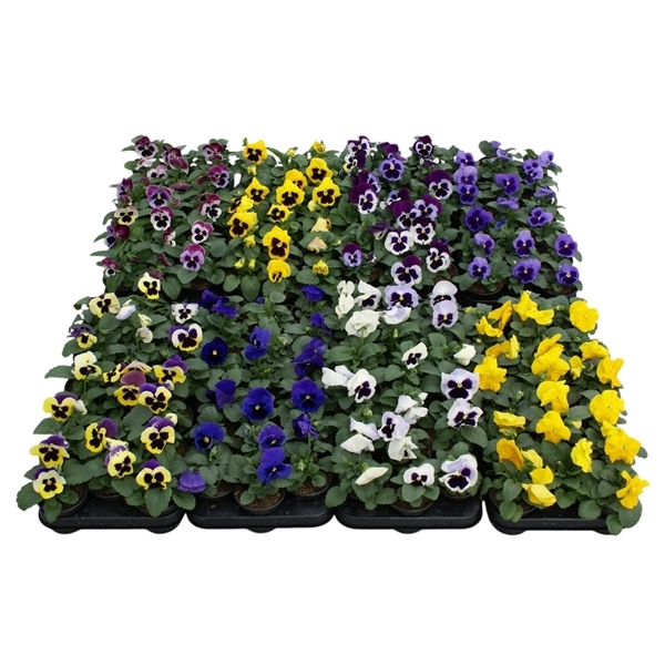 Viola F1 hybride mix trolley 9Ø 12cm