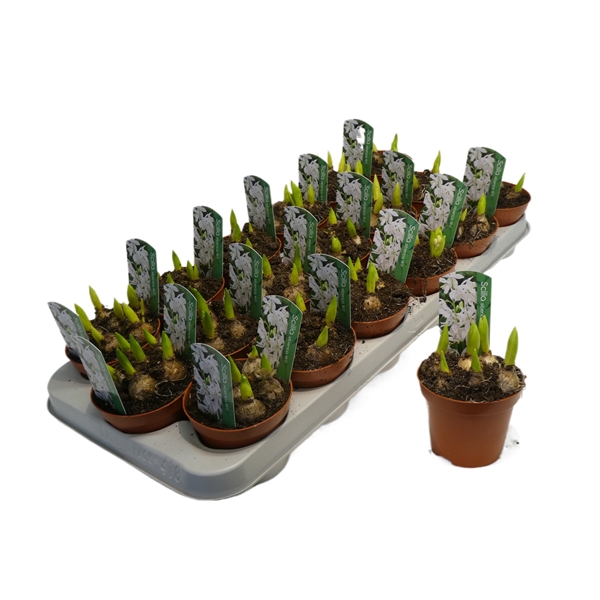 Scilla siberica white 9Ø 12cm