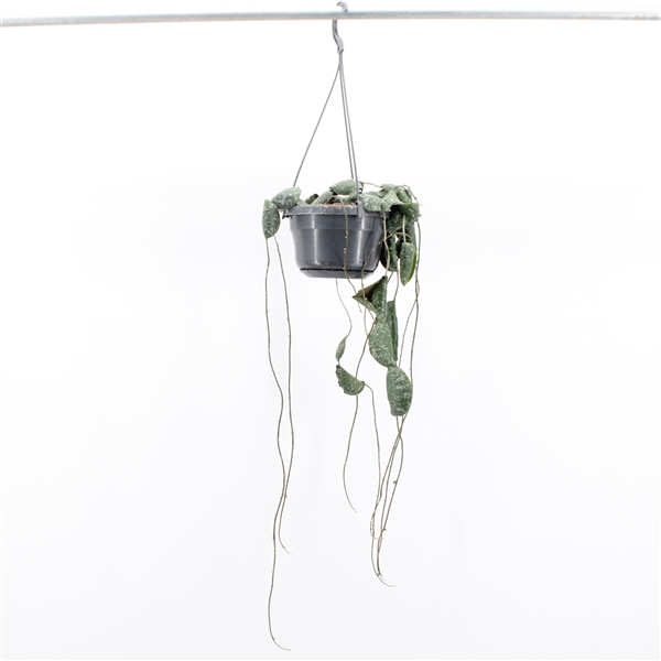 Hoya Imbricata 14Ø