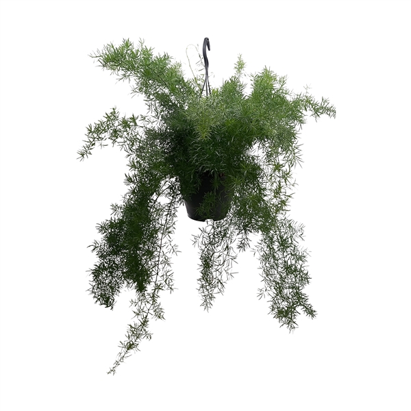 Asparagus densiflorus Sprengeri 19Ø 60cm
