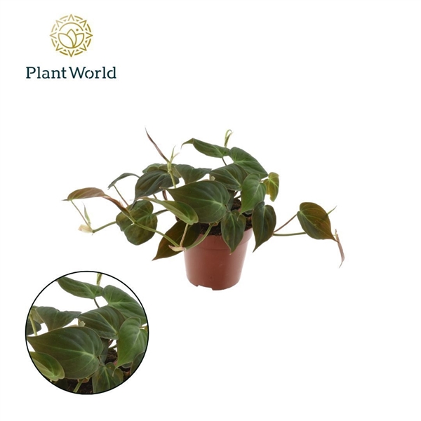 Philodendron scandens subsp. micans 12Ø 20cm