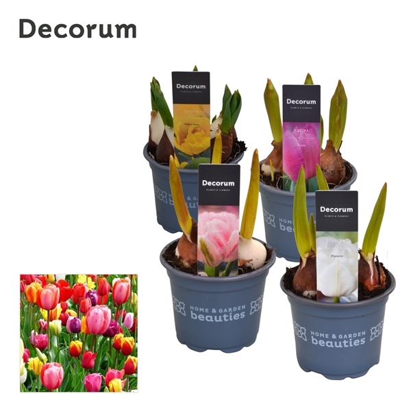 Tulipa Mixed 9Ø 15cm 3pp