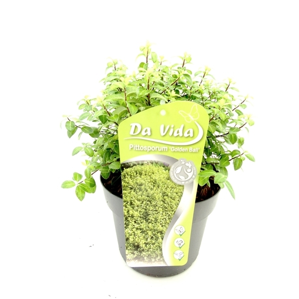 Pittosporum tenuifolium Golden Ball 19Ø 30cm