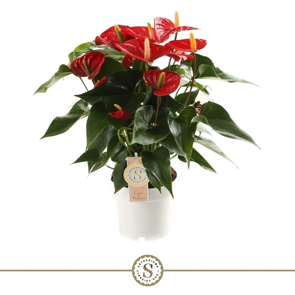 Anthurium Andreanum Red Champion 14Ø 50cm 6fl