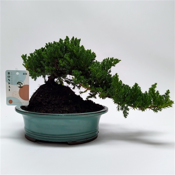 Bonsai Juniperus chinensis Cascade 22Ø 30cm
