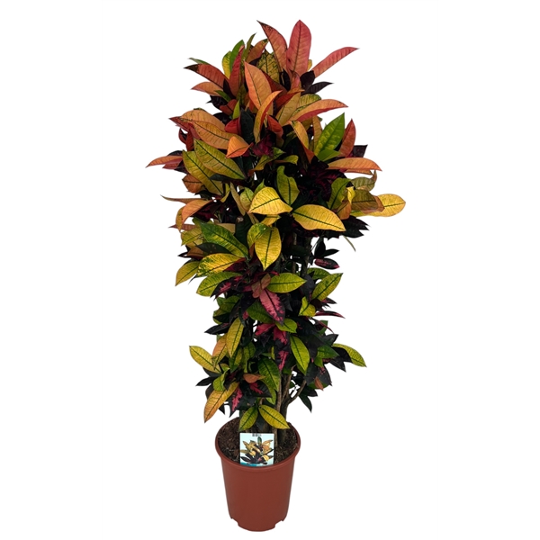 Codiaeum variegatum Mrs Iceton 27Ø 130cm 1pp