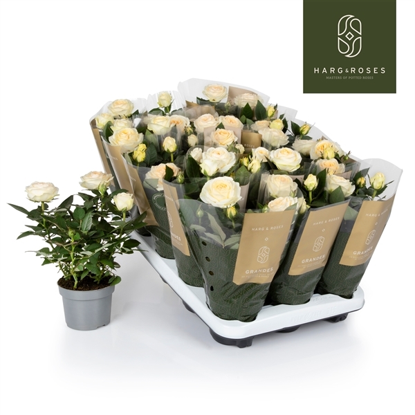 Rosa Belami Kordana 10,5Ø 27cm
