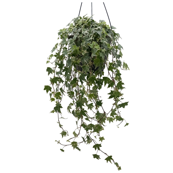 Hedera helix White Ripple 19Ø 50cm