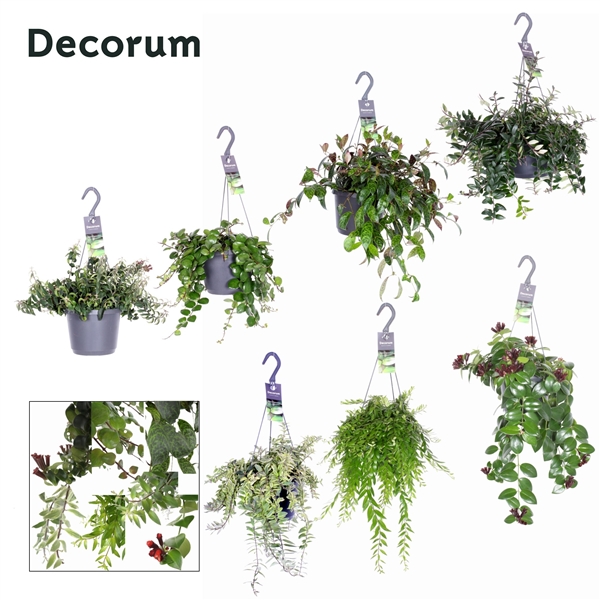Aeschynanthus Green Mix 17Ø