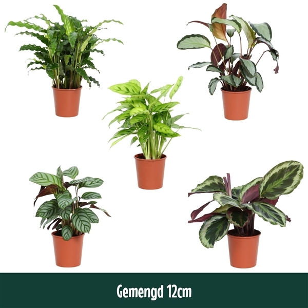 Calathea mix 12Ø 40cm